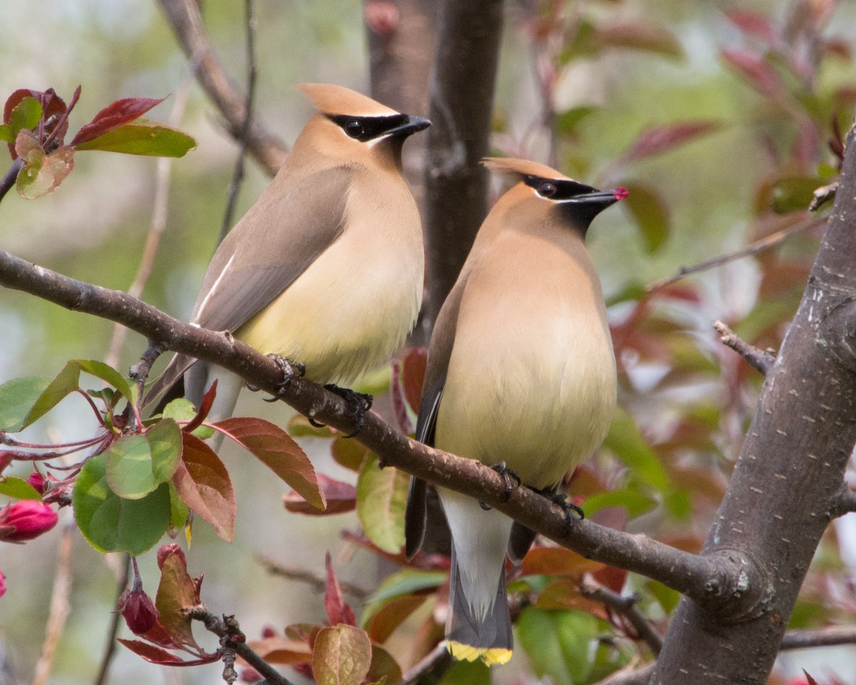 Cedar Waxwing - ML636966290