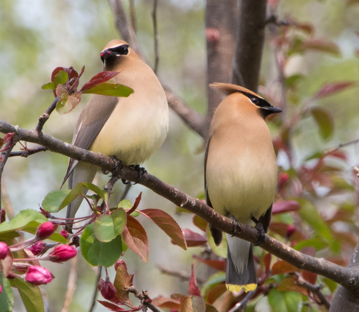 Cedar Waxwing - ML636966291