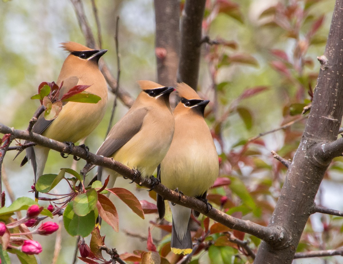 Cedar Waxwing - ML636966292