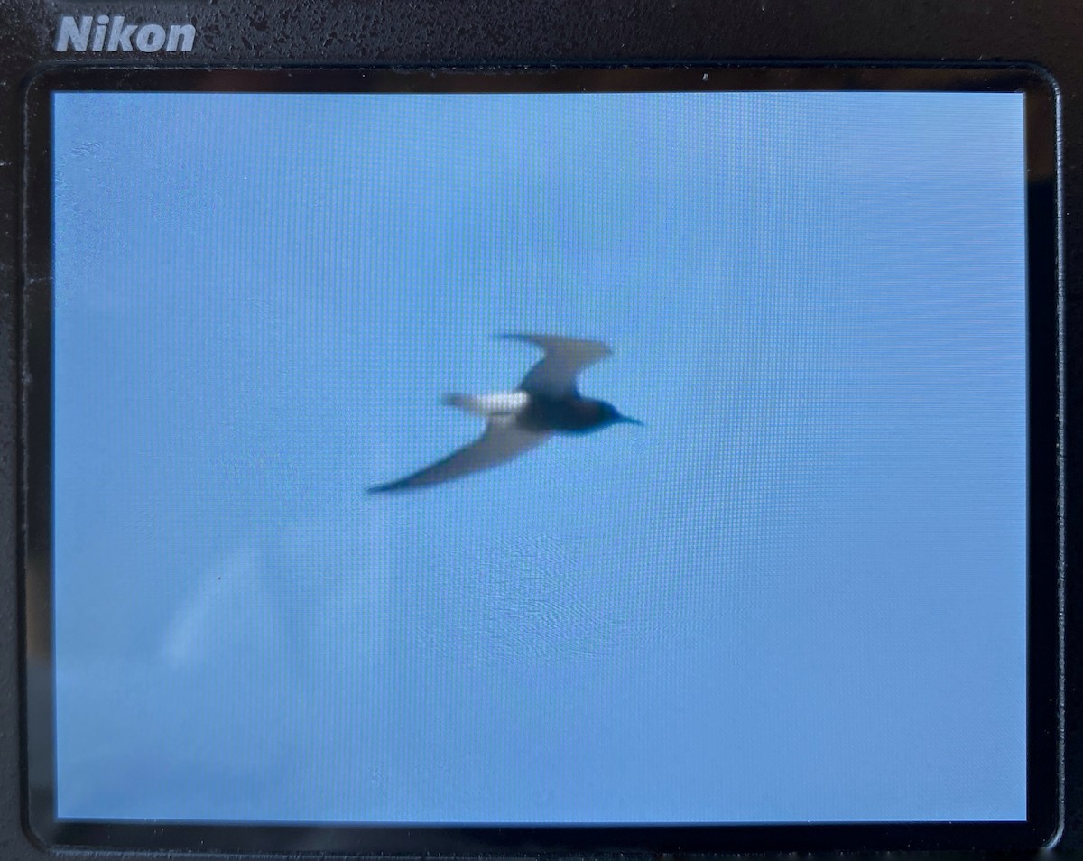 Black Tern - ML636966311