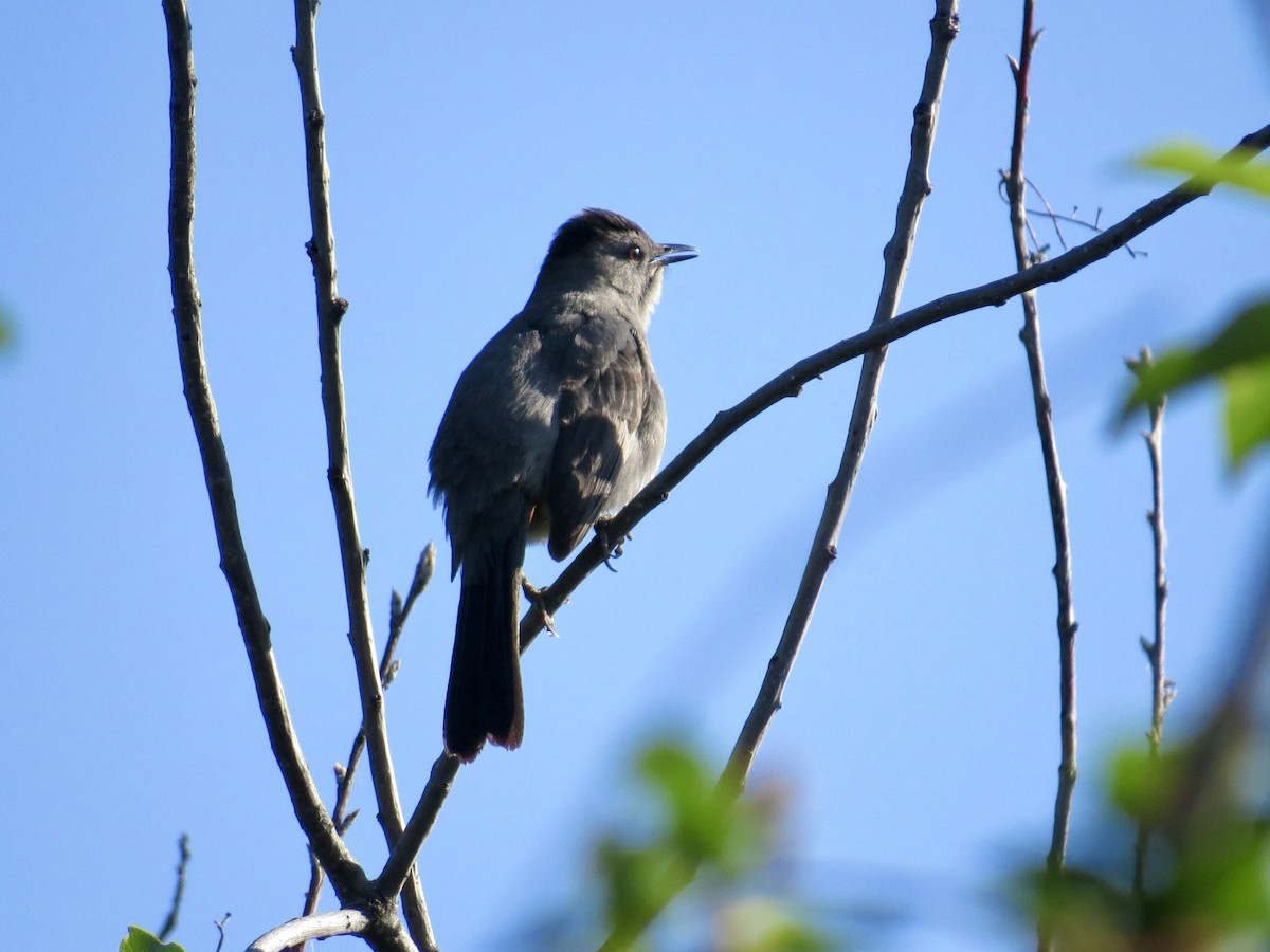 Gray Catbird - ML636966324