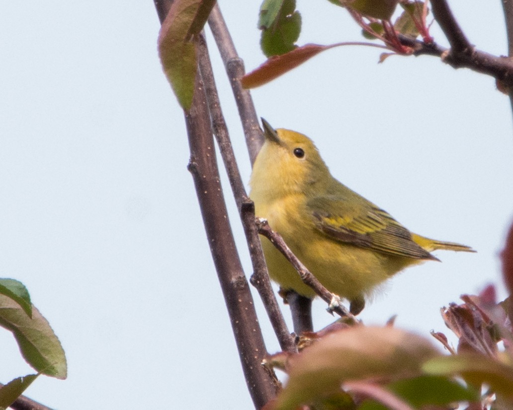 Northern Yellow Warbler - ML636966380