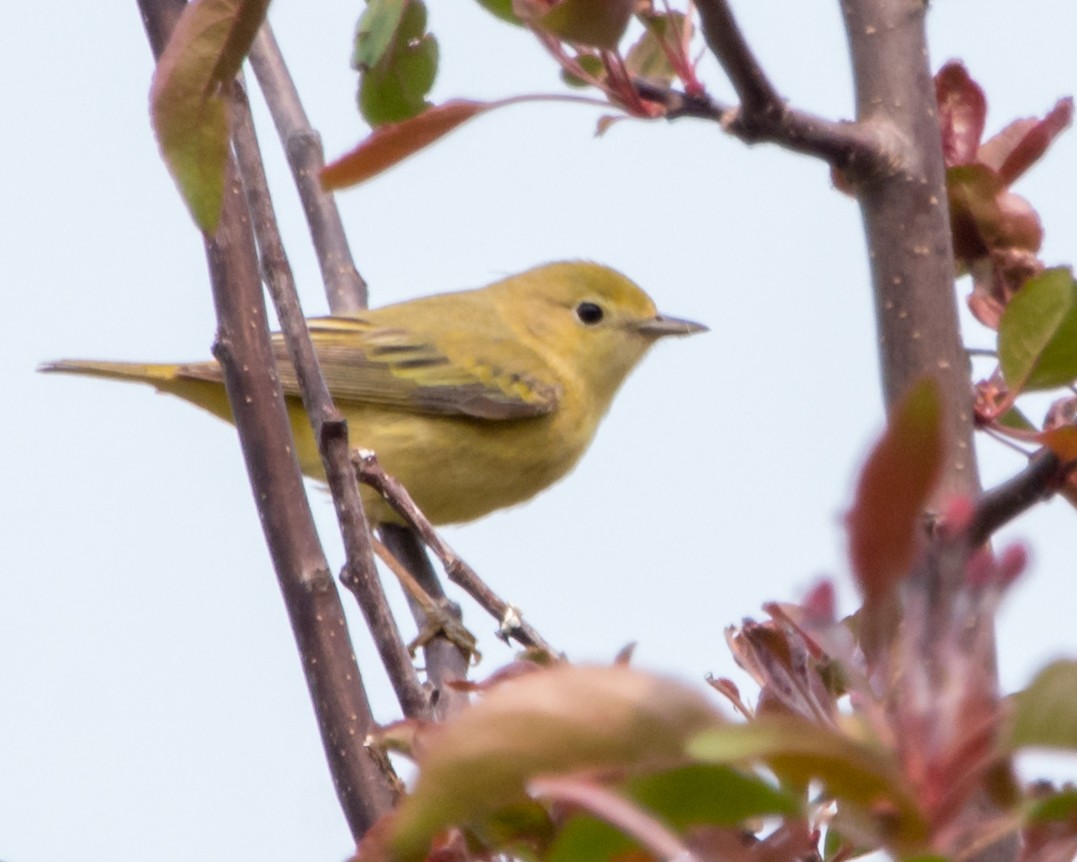 Northern Yellow Warbler - ML636966381