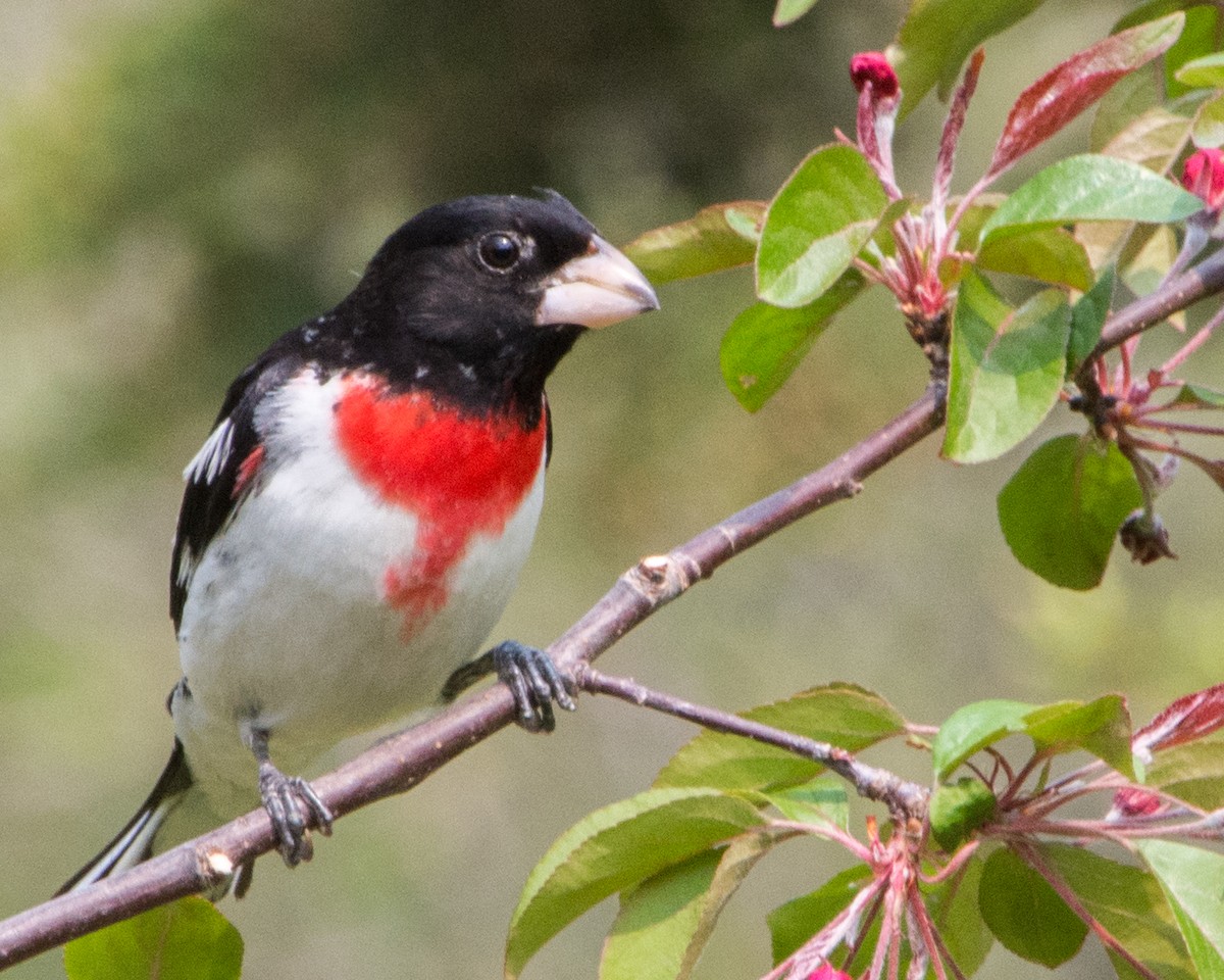 Rose-breasted Grosbeak - ML636966401