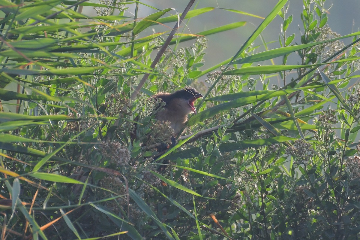Senegal Coucal - ML636966474