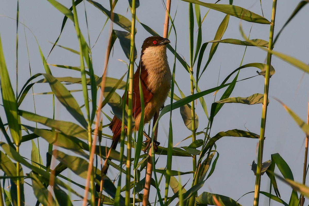 Senegal Coucal - ML636966477