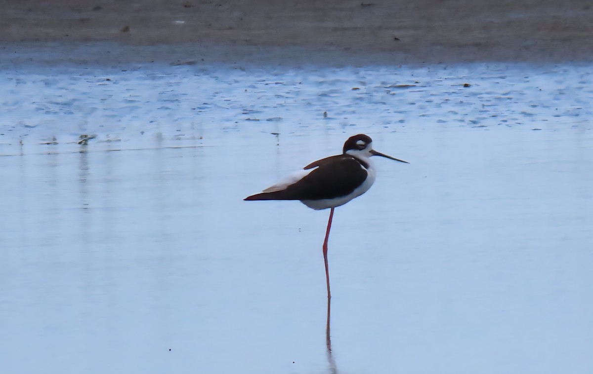 Black-necked Stilt - ML636966547