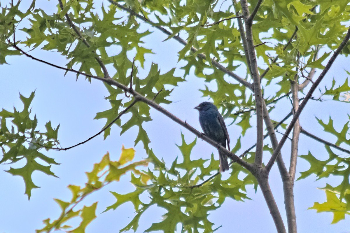 Indigo Bunting - ML636966558