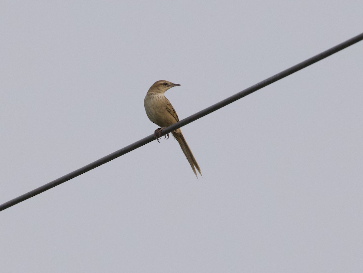 Striated Grassbird - ML636966676