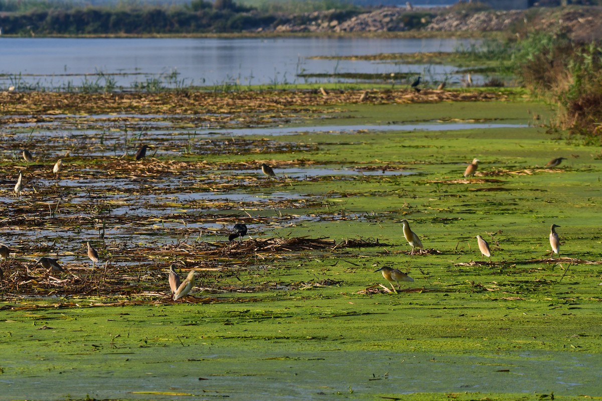 Squacco Heron - ML636966678