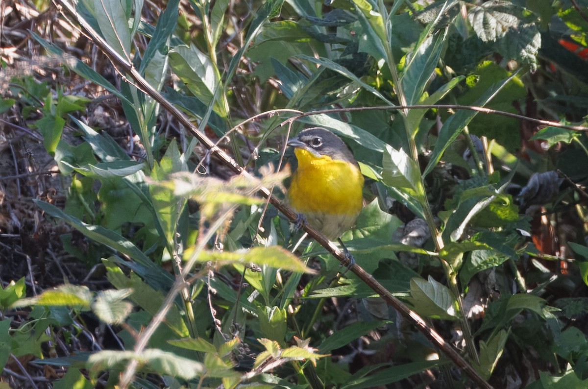 Yellow-breasted Chat - ML636966708