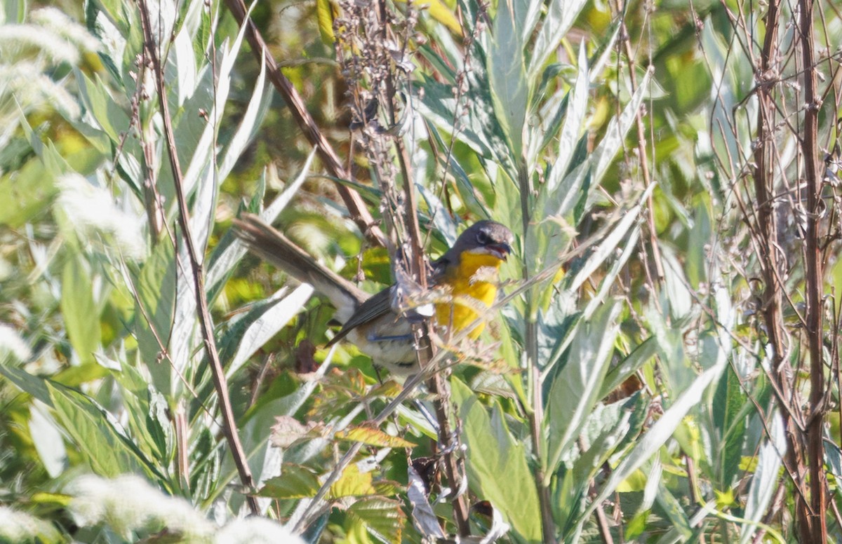 Yellow-breasted Chat - ML636966722