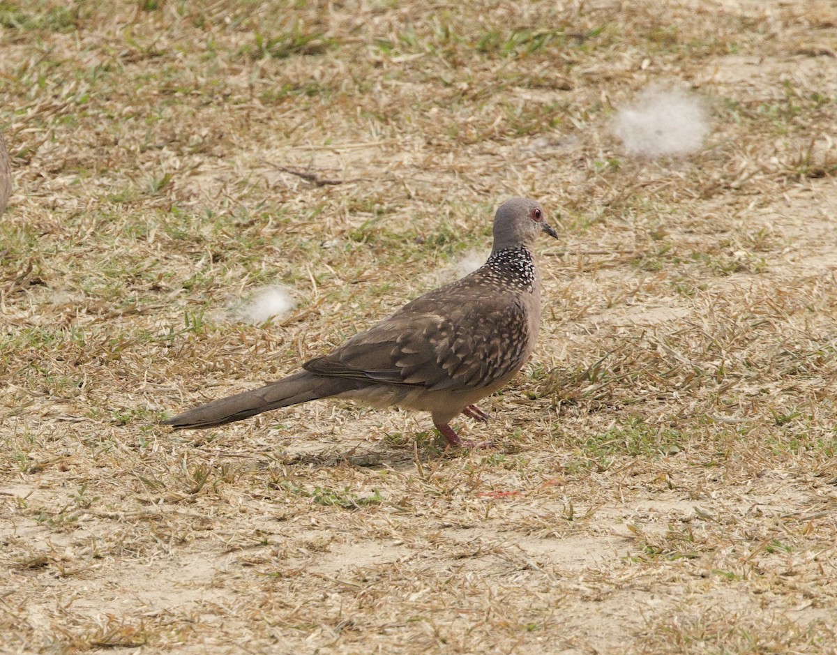 Spotted Dove - ML636966767
