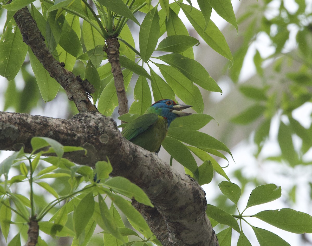 Blue-throated Barbet - ML636966851