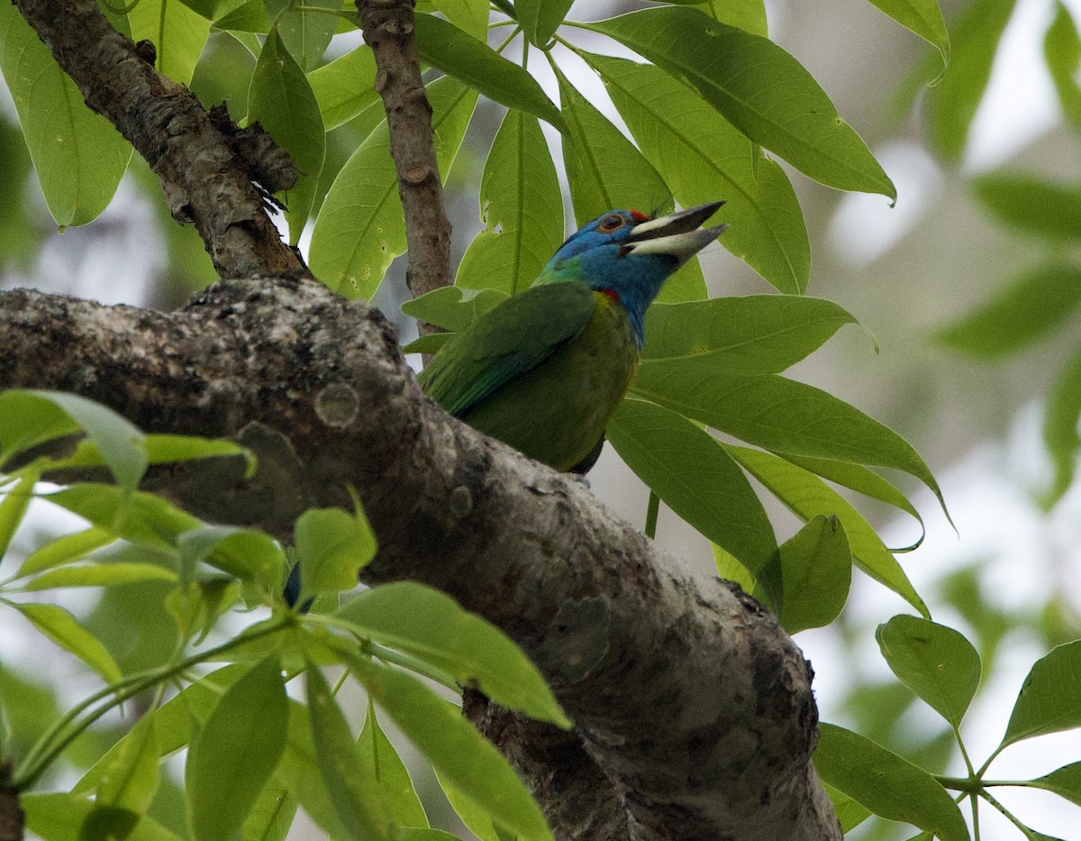Blue-throated Barbet - ML636966860
