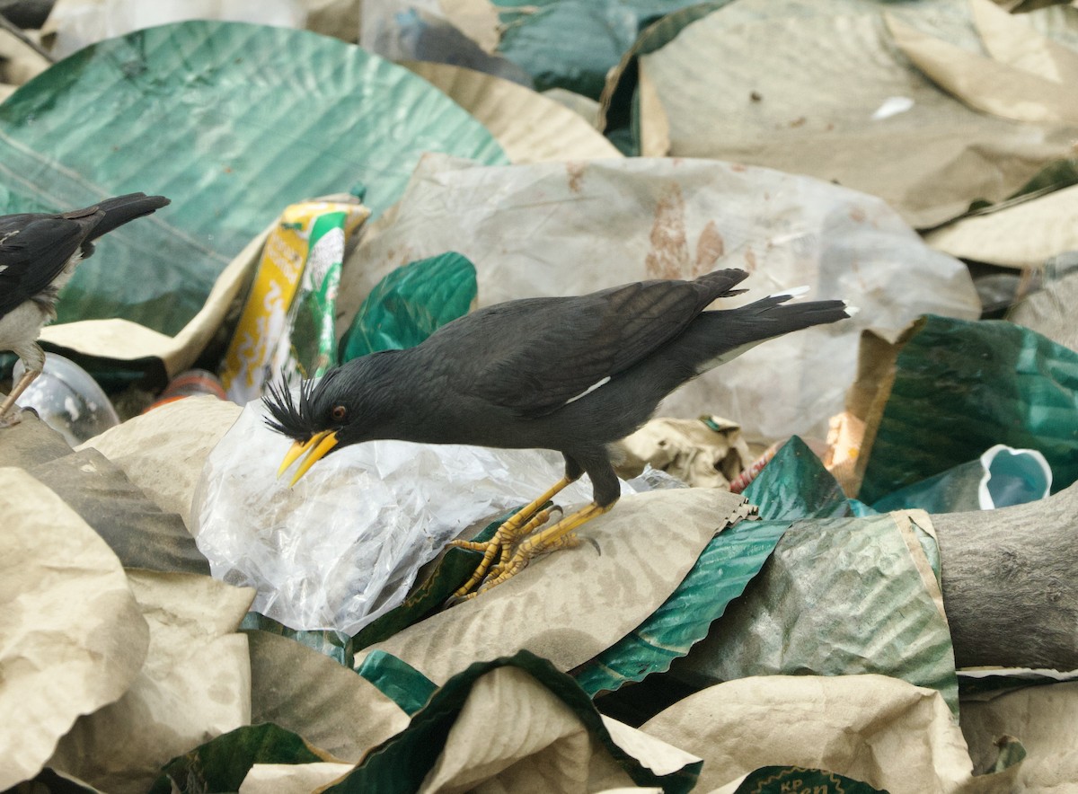 Great Myna - ML636966886