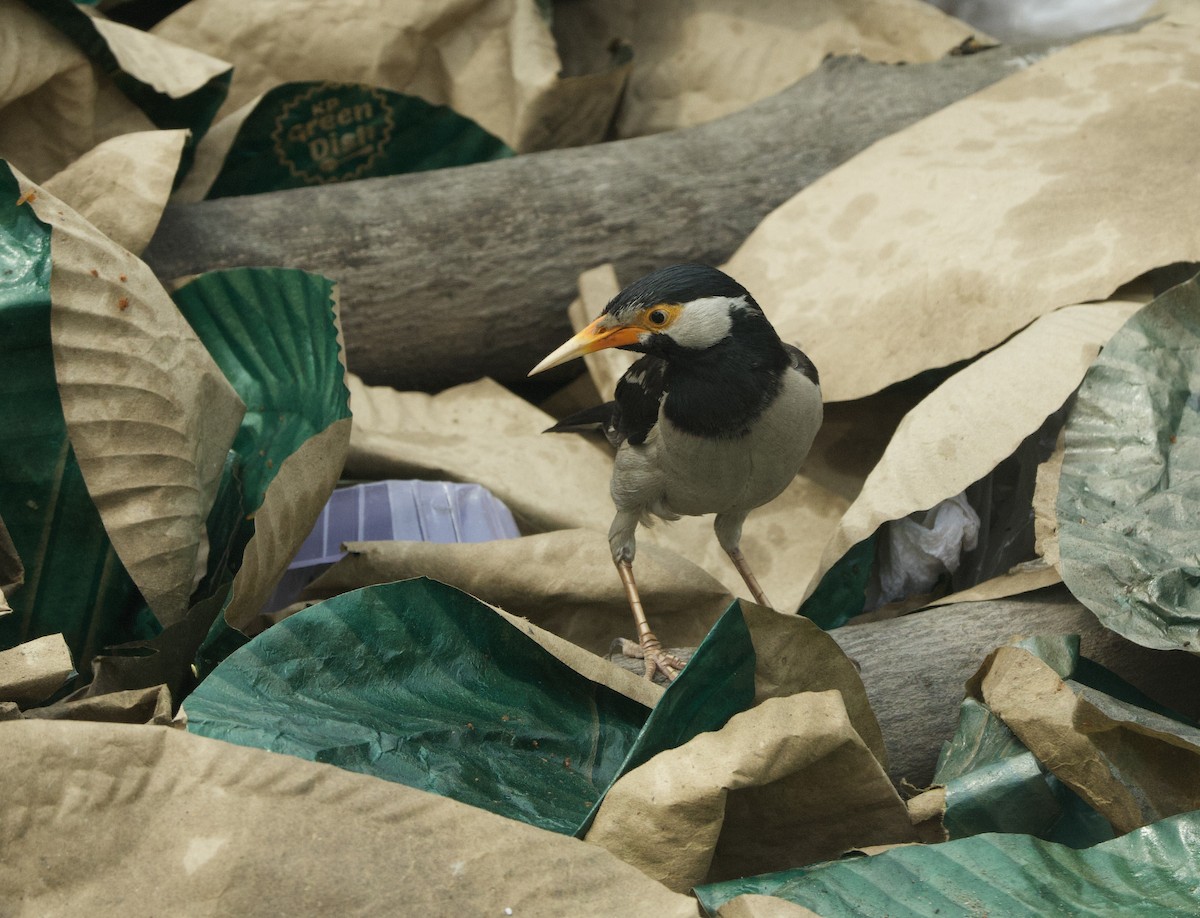 Indian Pied Starling - ML636966932