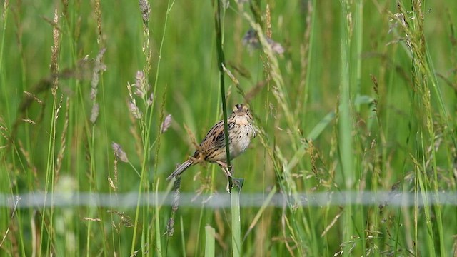 Henslow's Sparrow - ML636966973