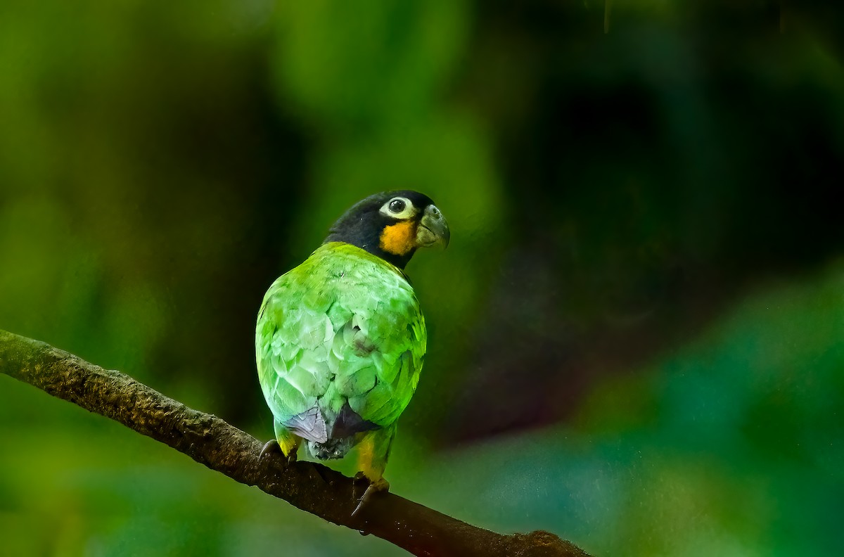 Orange-cheeked Parrot - ML636966991