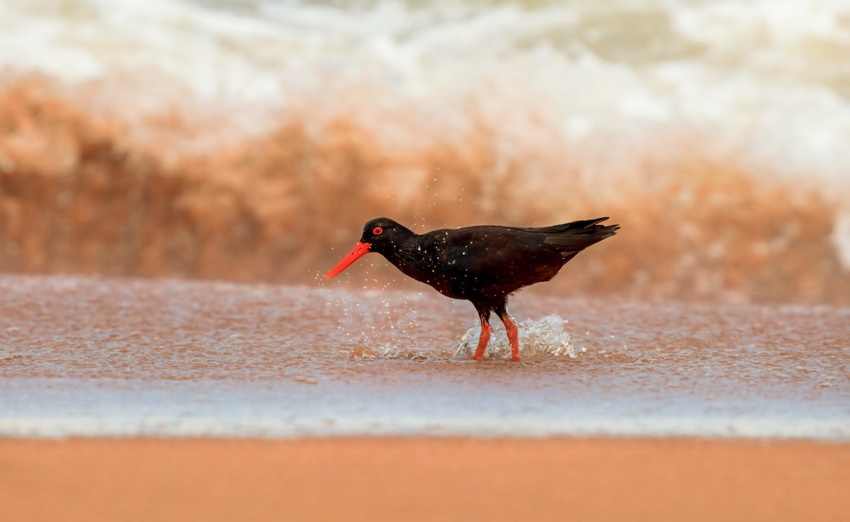 African Oystercatcher - ML636967005