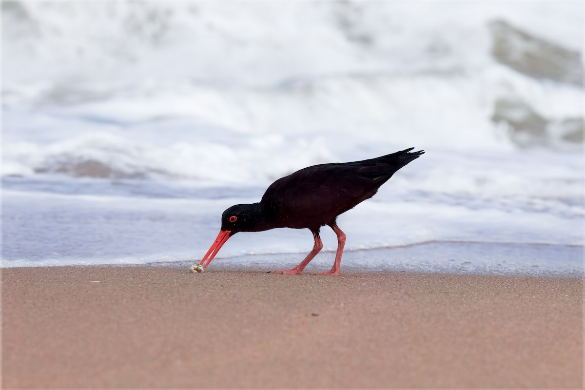 African Oystercatcher - ML636967006
