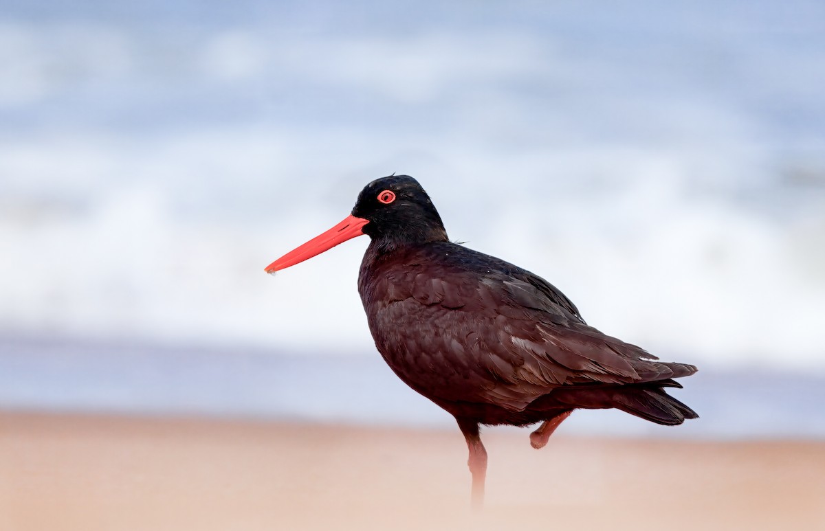 African Oystercatcher - ML636967007