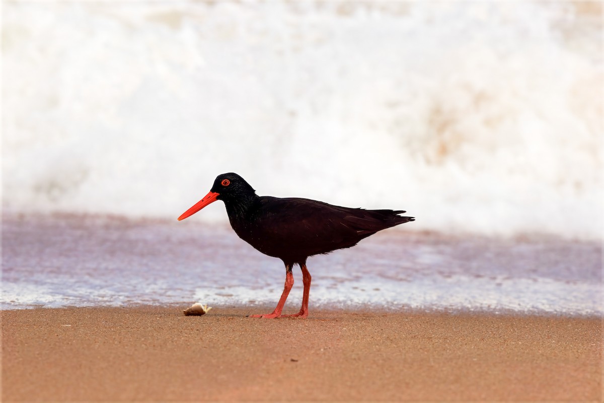 African Oystercatcher - ML636967008