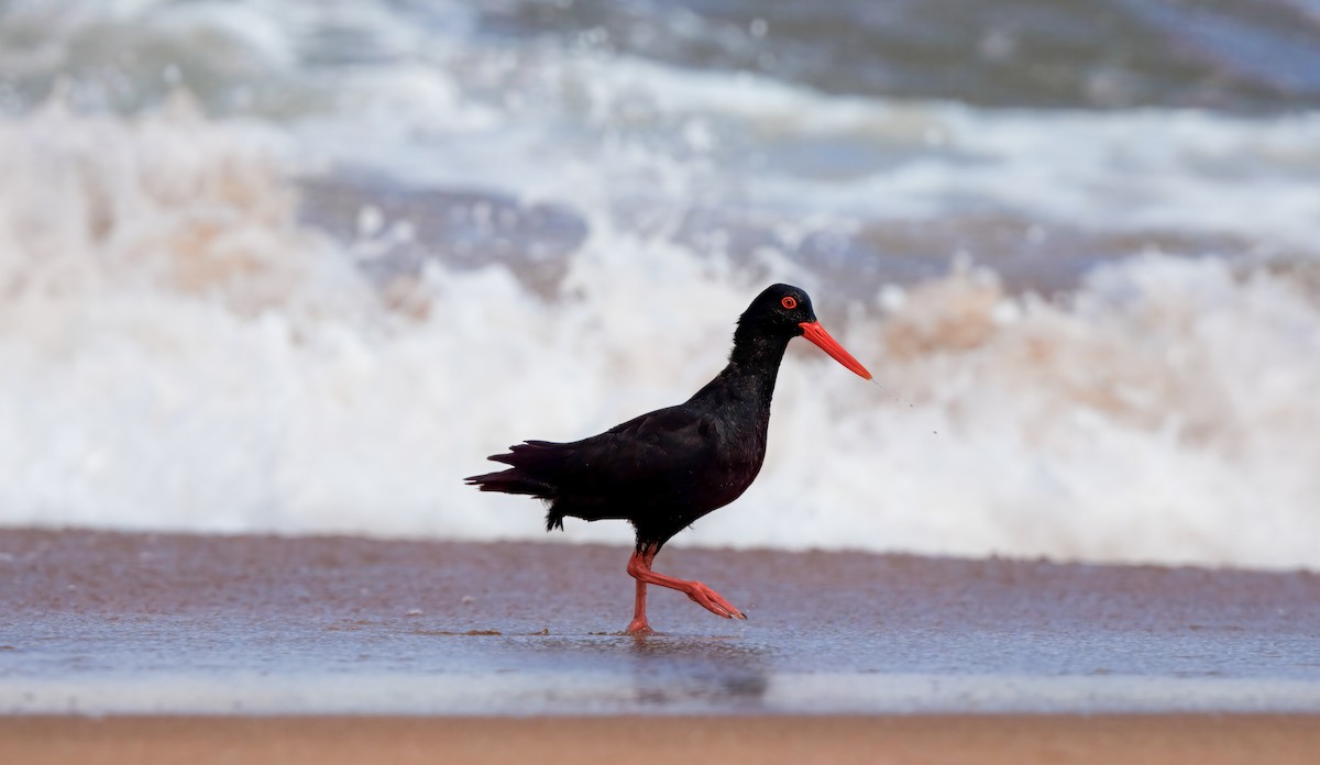 African Oystercatcher - ML636967009
