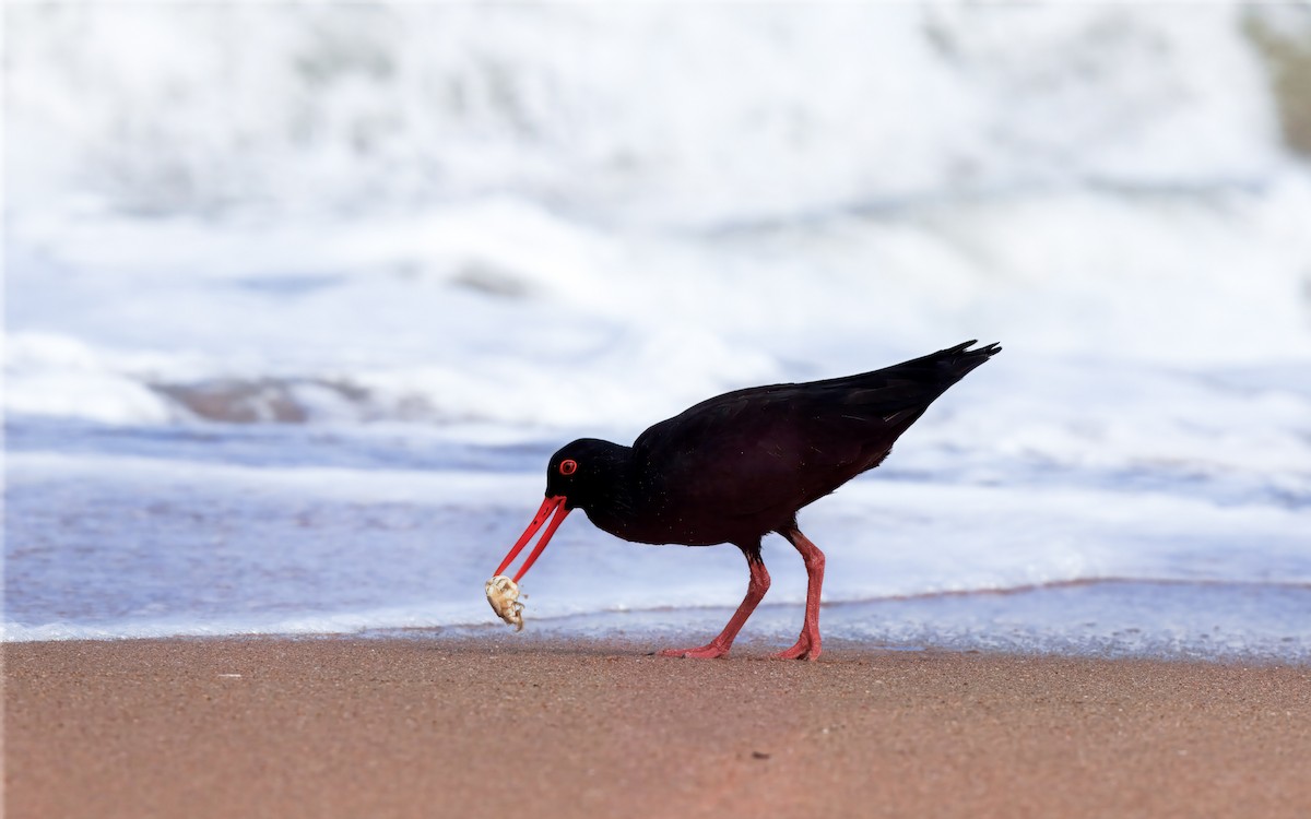 African Oystercatcher - ML636967010