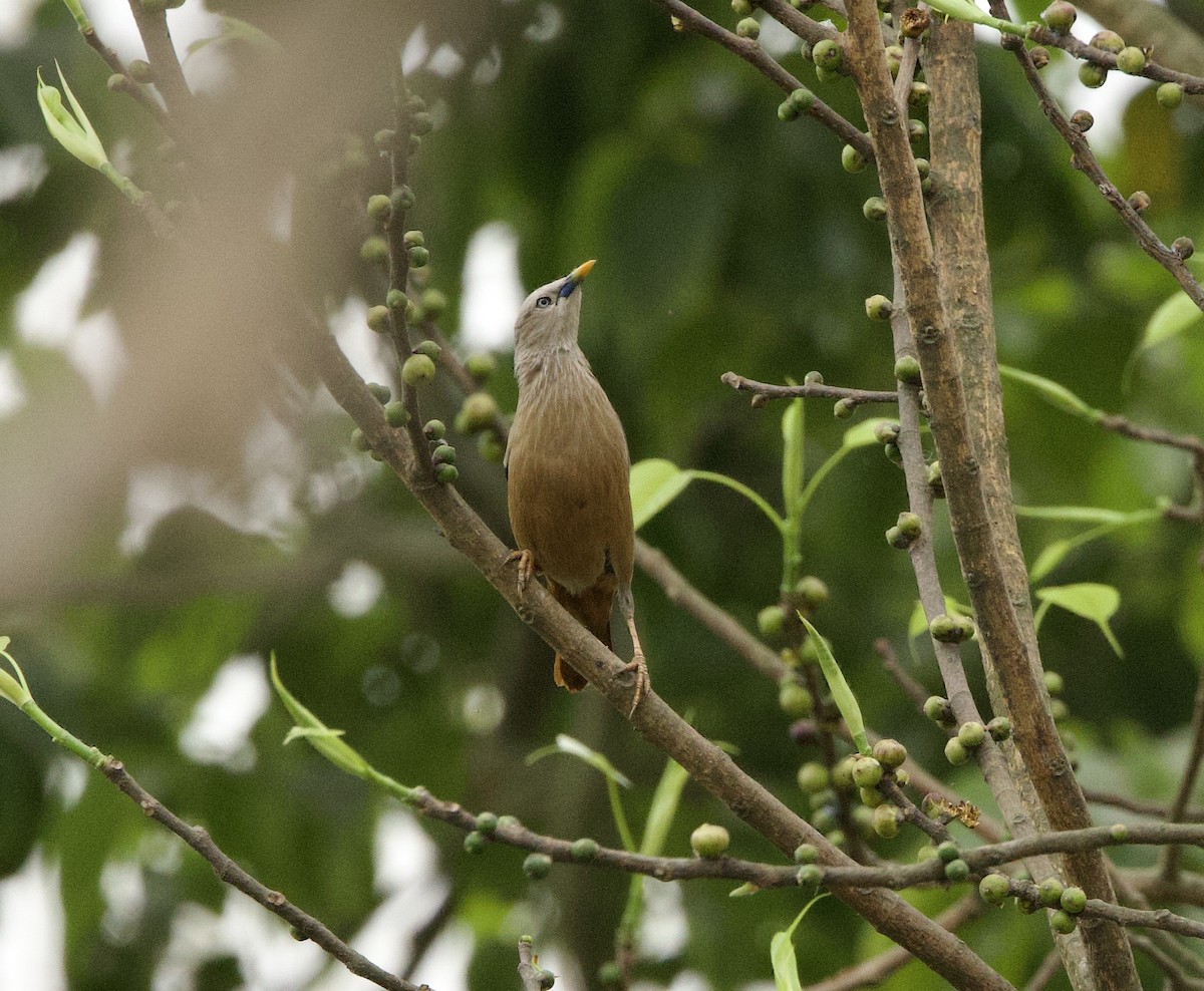 Chestnut-tailed Starling - ML636967135