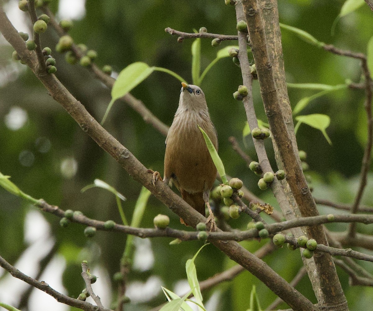 Chestnut-tailed Starling - ML636967143