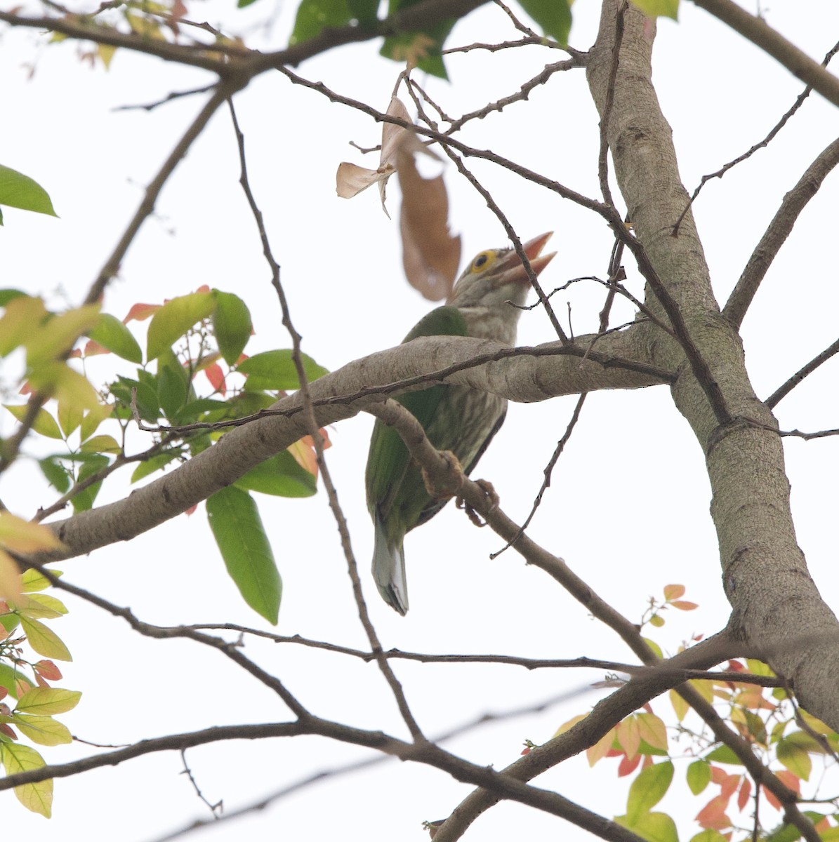 Lineated Barbet - ML636967157