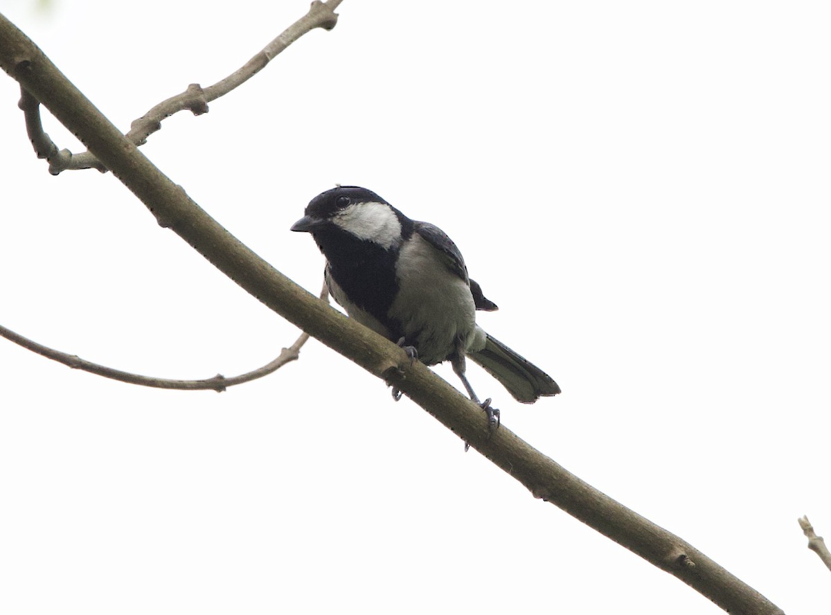 Asian Tit (Cinereous) - ML636967169
