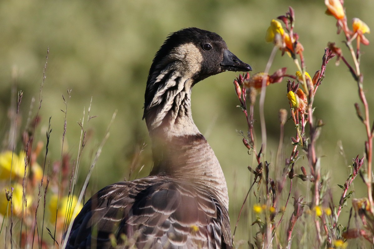 berneška havajská - ML636967171