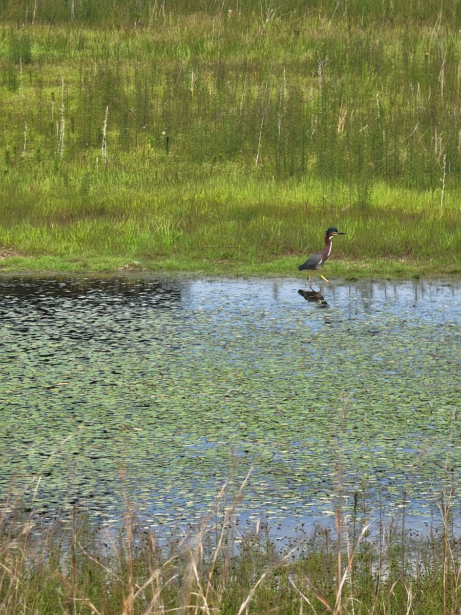 Green Heron - ML636967182