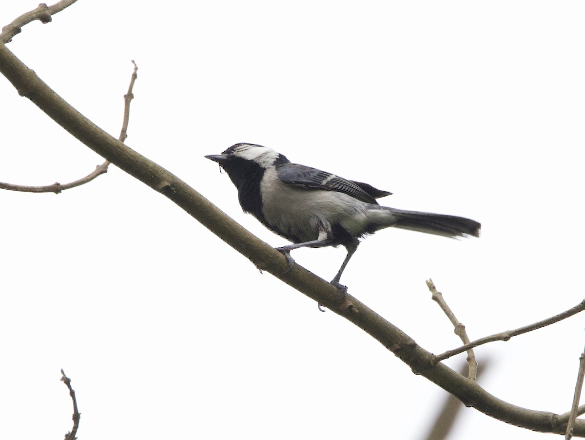 Asian Tit (Cinereous) - ML636967186