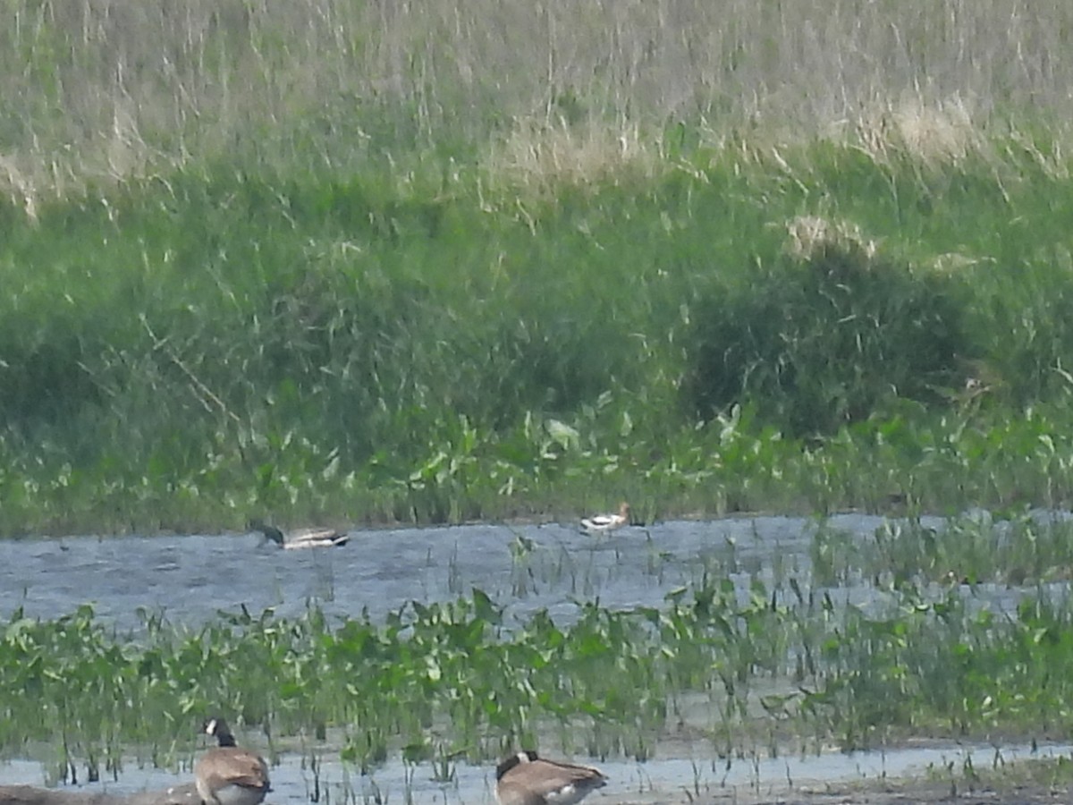 American Avocet - ML636967193