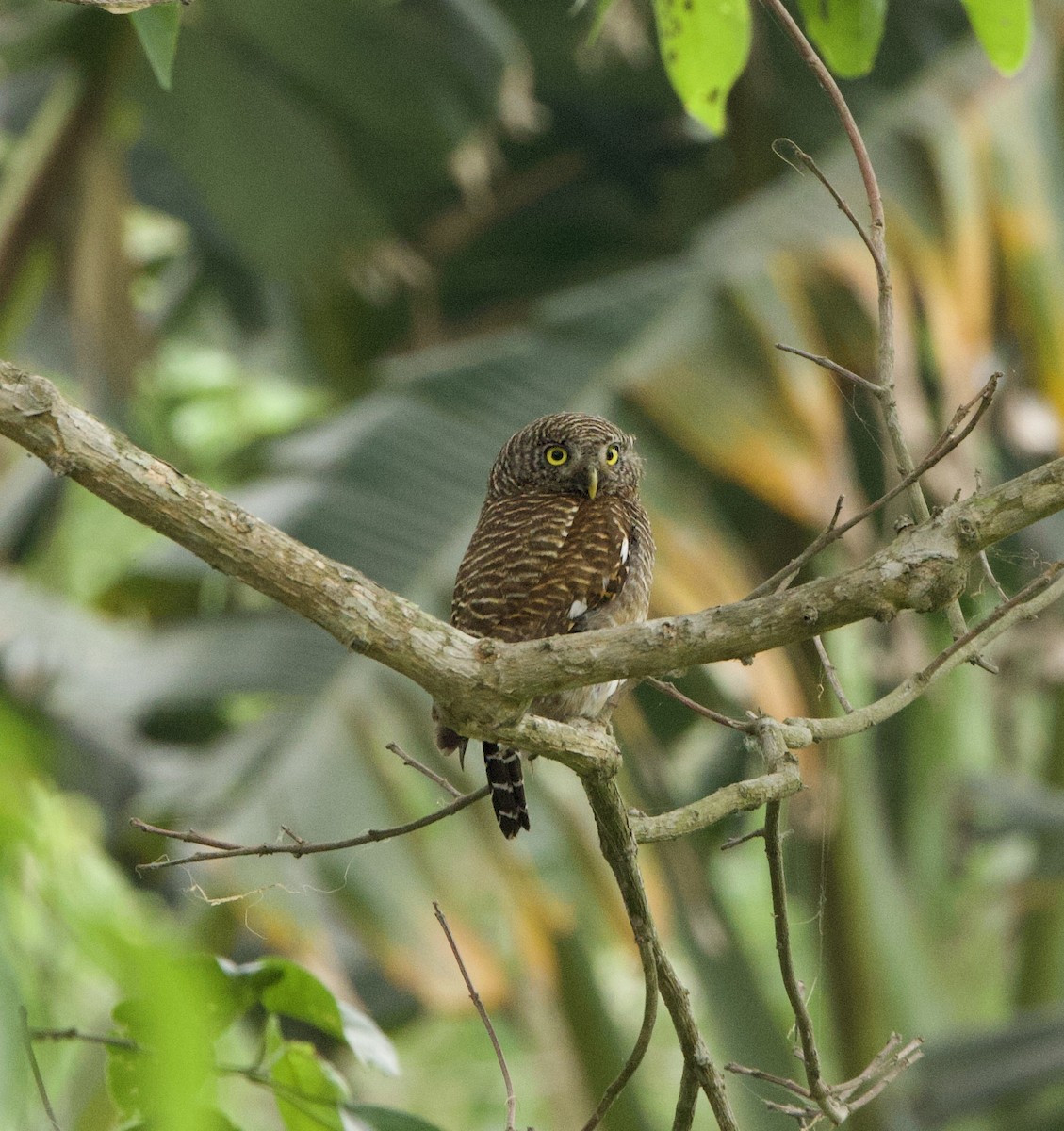 Asian Barred Owlet - ML636967194