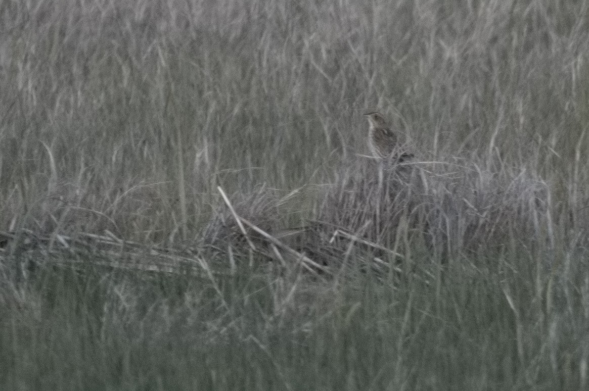 Saltmarsh Sparrow - ML636967197