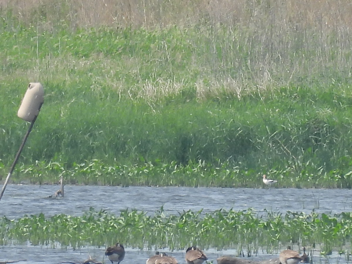 American Avocet - ML636967202