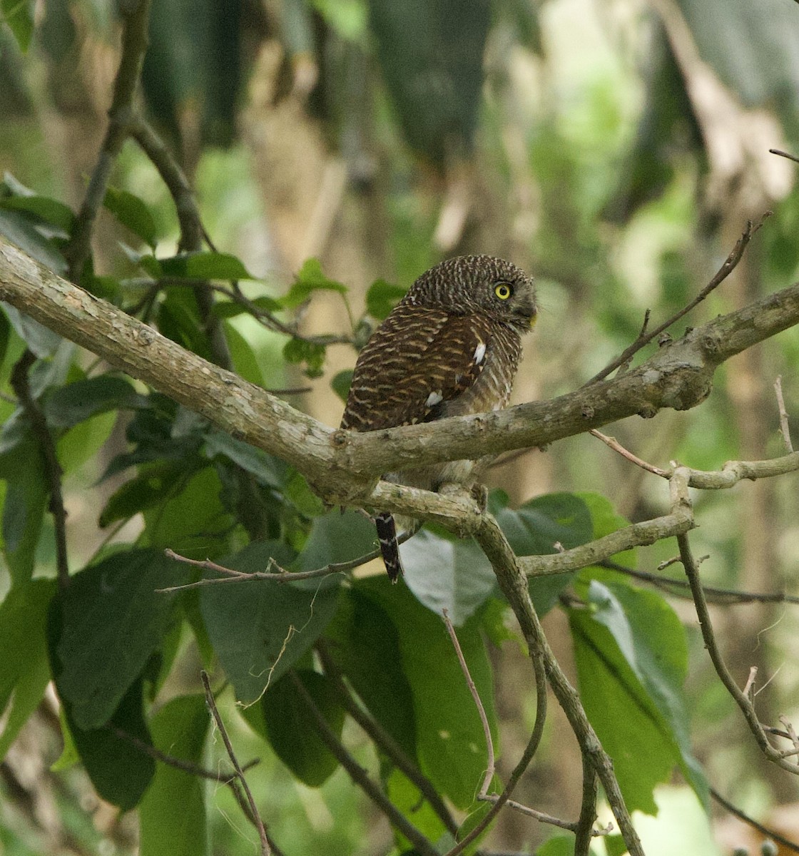 Asian Barred Owlet - ML636967203
