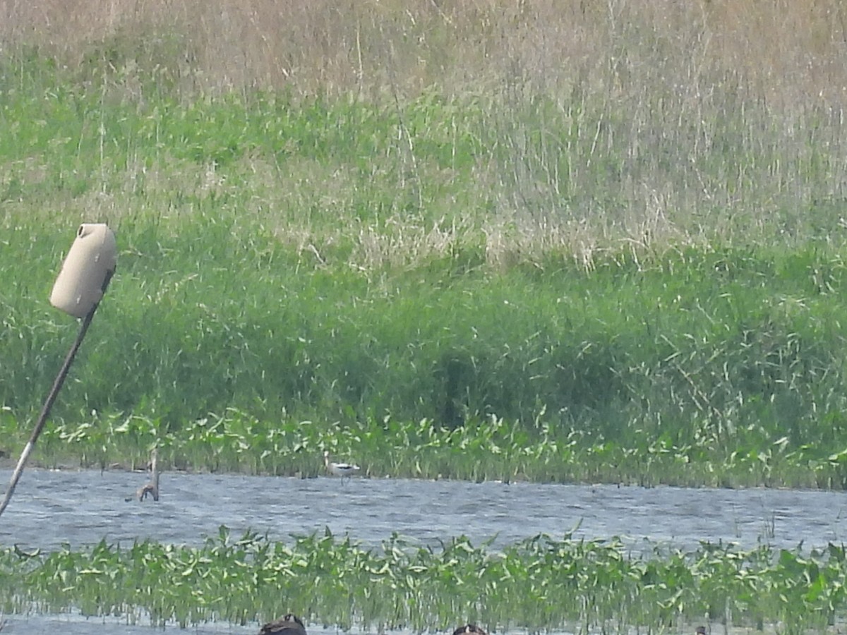 American Avocet - ML636967208