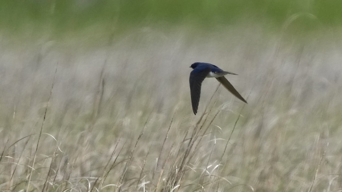 Tree Swallow - ML636967216