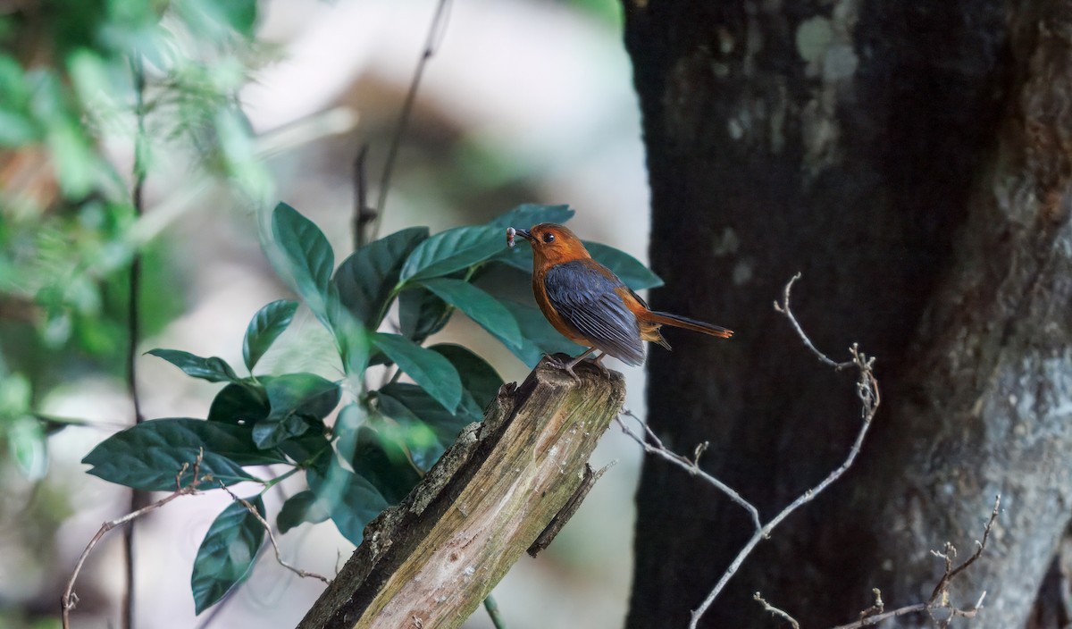 Red-capped Robin-Chat - ML636967218