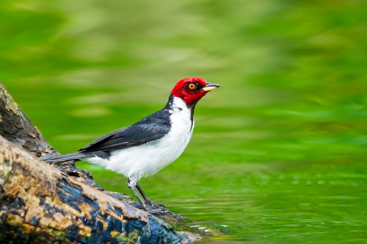 Red-capped Cardinal - ML636967220