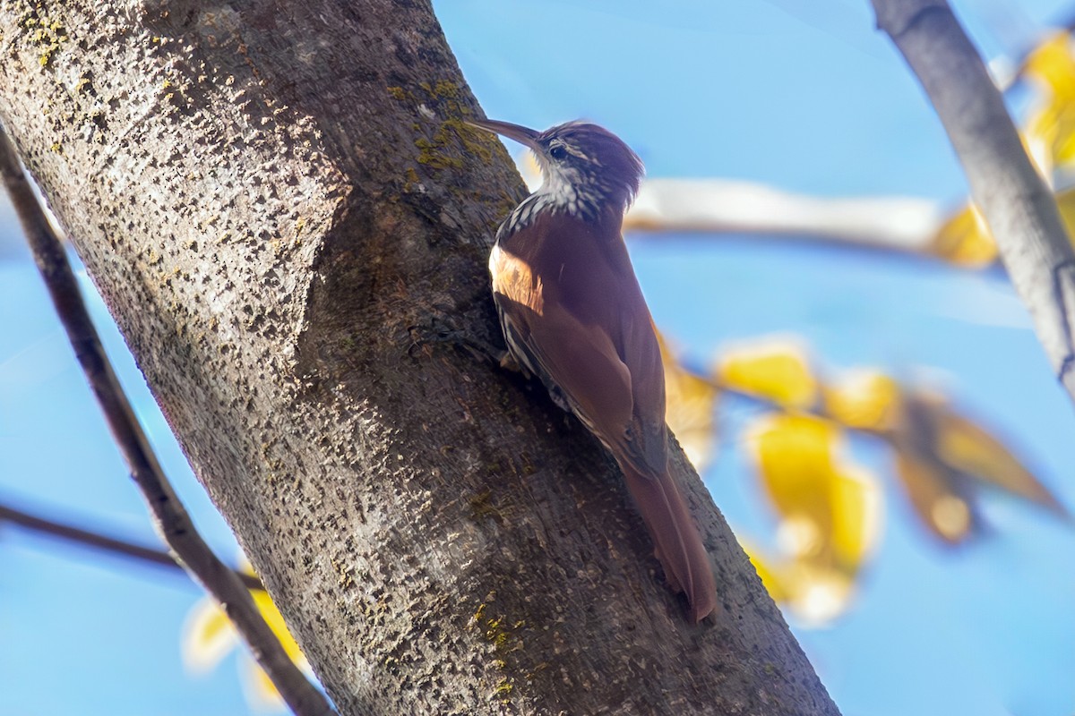 Scaled Woodcreeper (Wagler's) - ML636967221