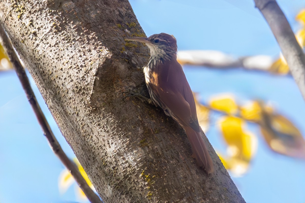 Scaled Woodcreeper (Wagler's) - ML636967222