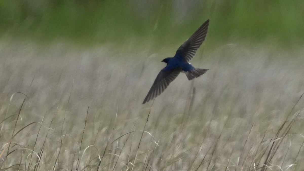 Tree Swallow - ML636967223