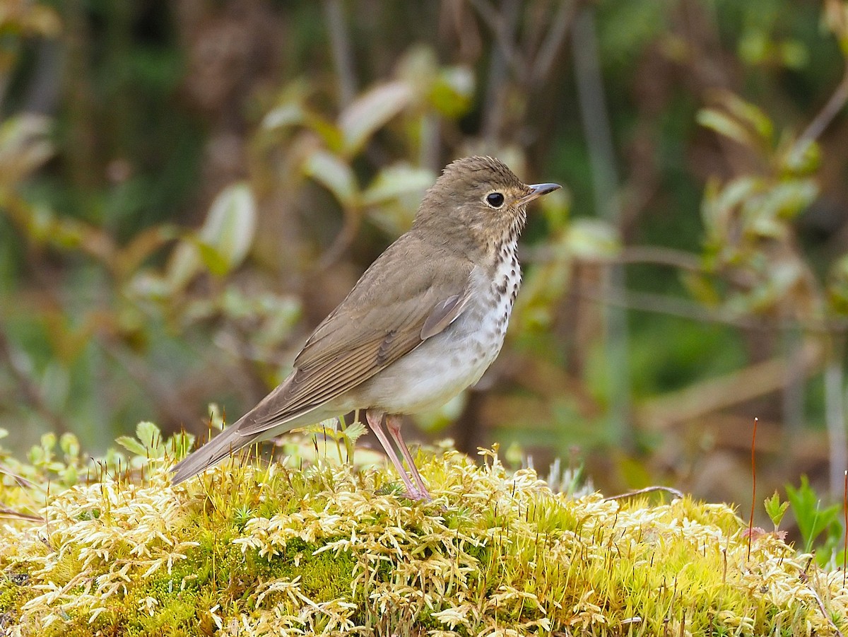 Swainson's Thrush - ML636967226