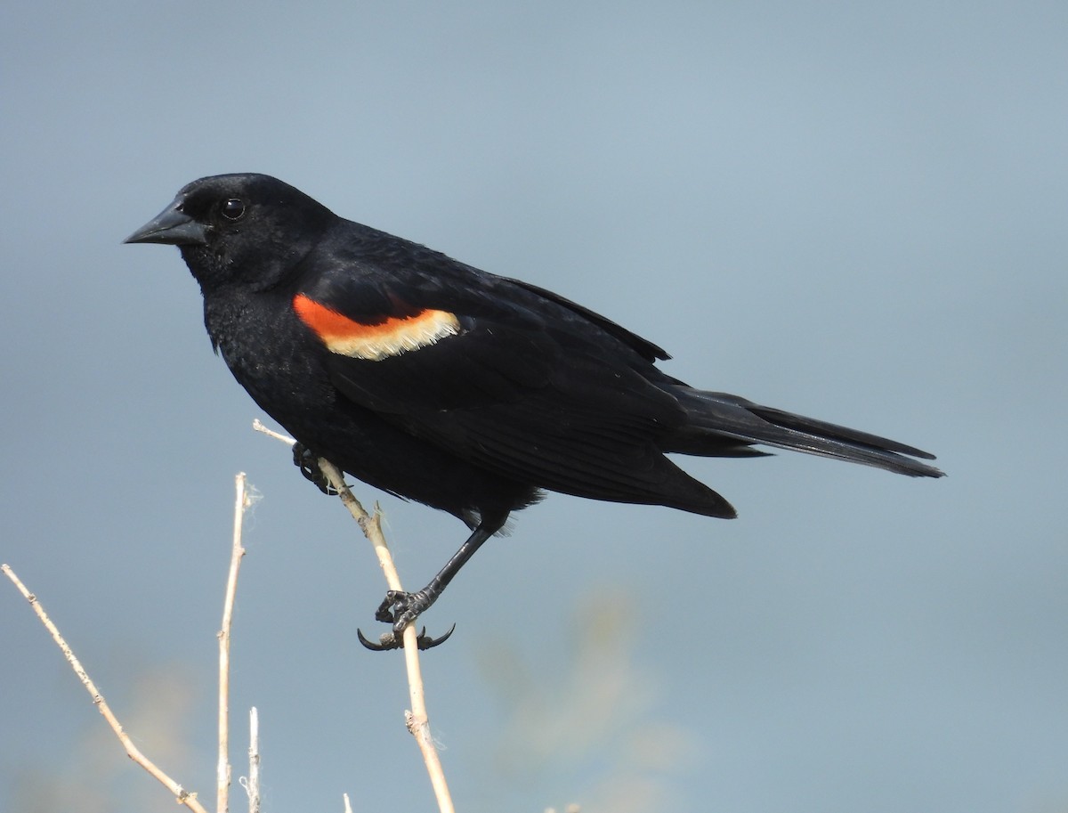 Red-winged Blackbird - ML636967228